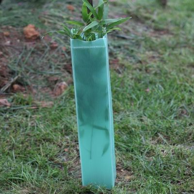 Green PP Hollow Corflute Tree Guard Biodegradowalne schroniska dla drzew