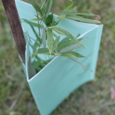 2mm Corflute Corrugated Tree Guards Trójkątne plastikowe ochraniacze pnia drzewa