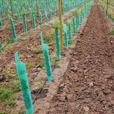 Polipropylenowa plastikowa osłona drzewa Corflute Vine Protectors Anti Impact