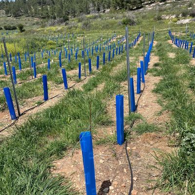 Osłona drzewek Corflute, odpowiednia dla ogrodników, architektów krajobrazu i szkółek drzew, poszukujących trwałych osłon ochronnych dla sadzonek.